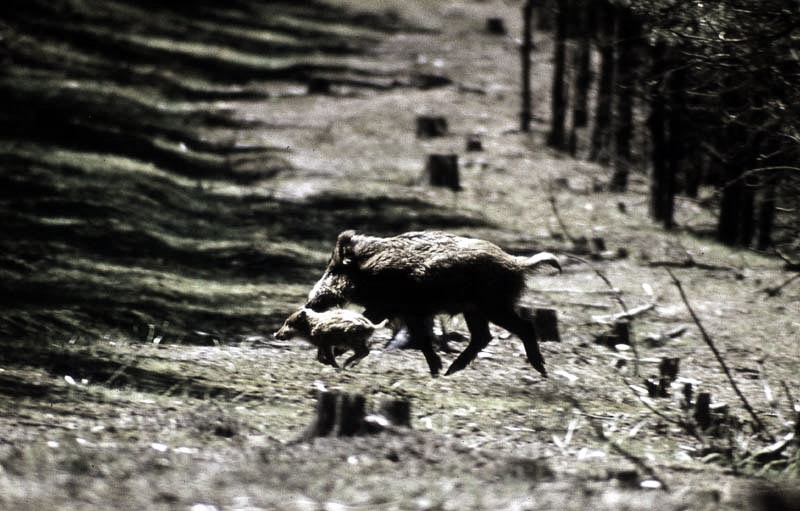 Jagdurlaub in Mecklenburg - Jagd Jagen Wald Wildtiere Mecklenburg